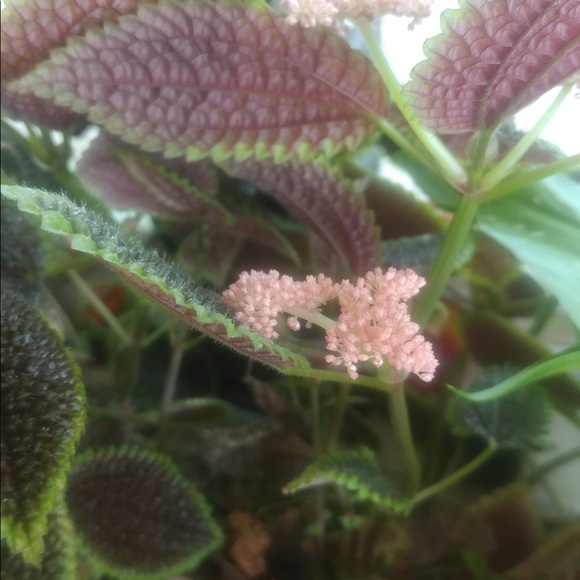 Meet your Posher, Suzanne - Picture 2 of 14